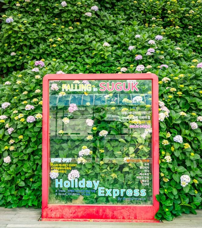 2024년 7월 여름 전국 수국 축제 일정