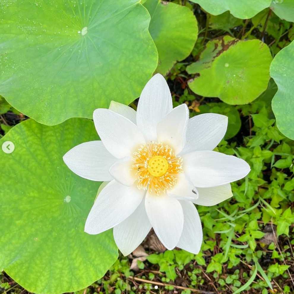 강진 수국축제