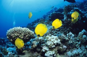 수산질병관리사