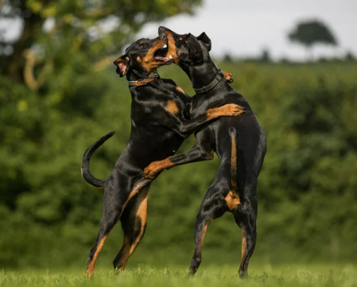 도베르만 성격&amp;#44; 털빠짐 질병 등 완벽 정리