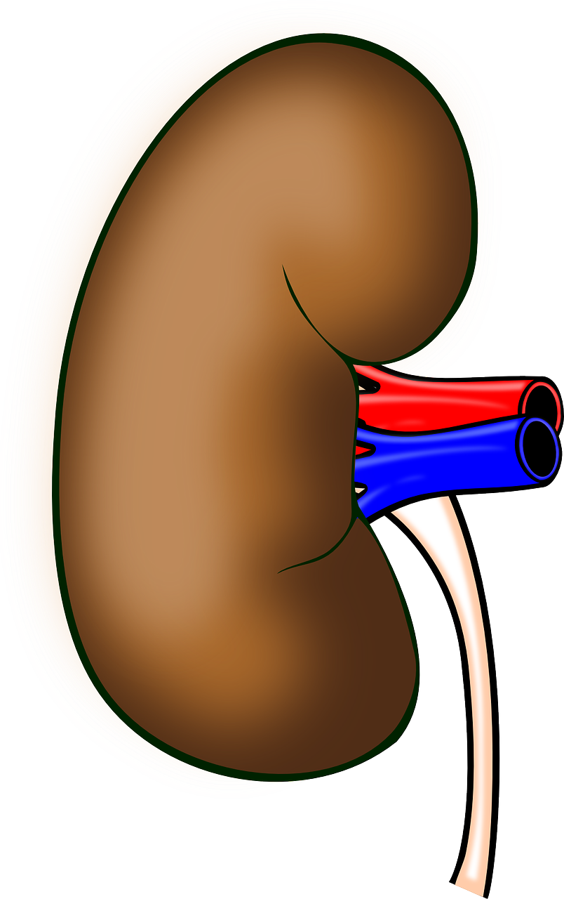 신장과 관련된 사진