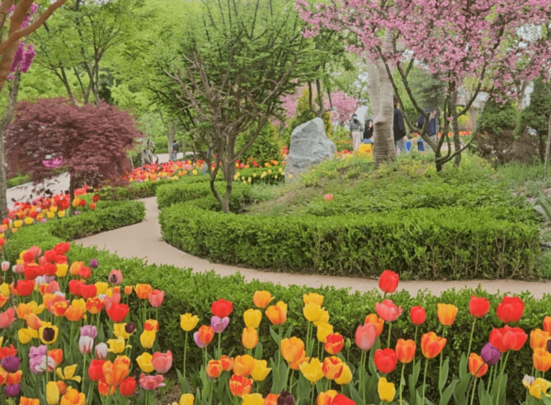 용인 자작나무숲 봄꽃축제