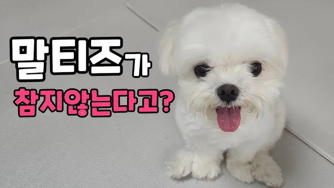 말티즈 성격 분양 가격 수명 장점 단점_5