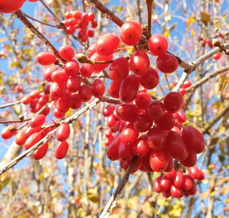 산수유열매