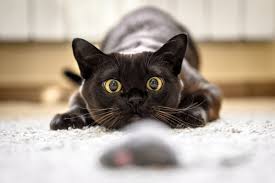 Cat Behavior Explained: A Comprehensive Guide