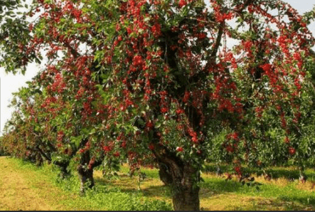 앵도나무 유래 묘목 키우기 꽃 가지치기 삽목시기 및 심기