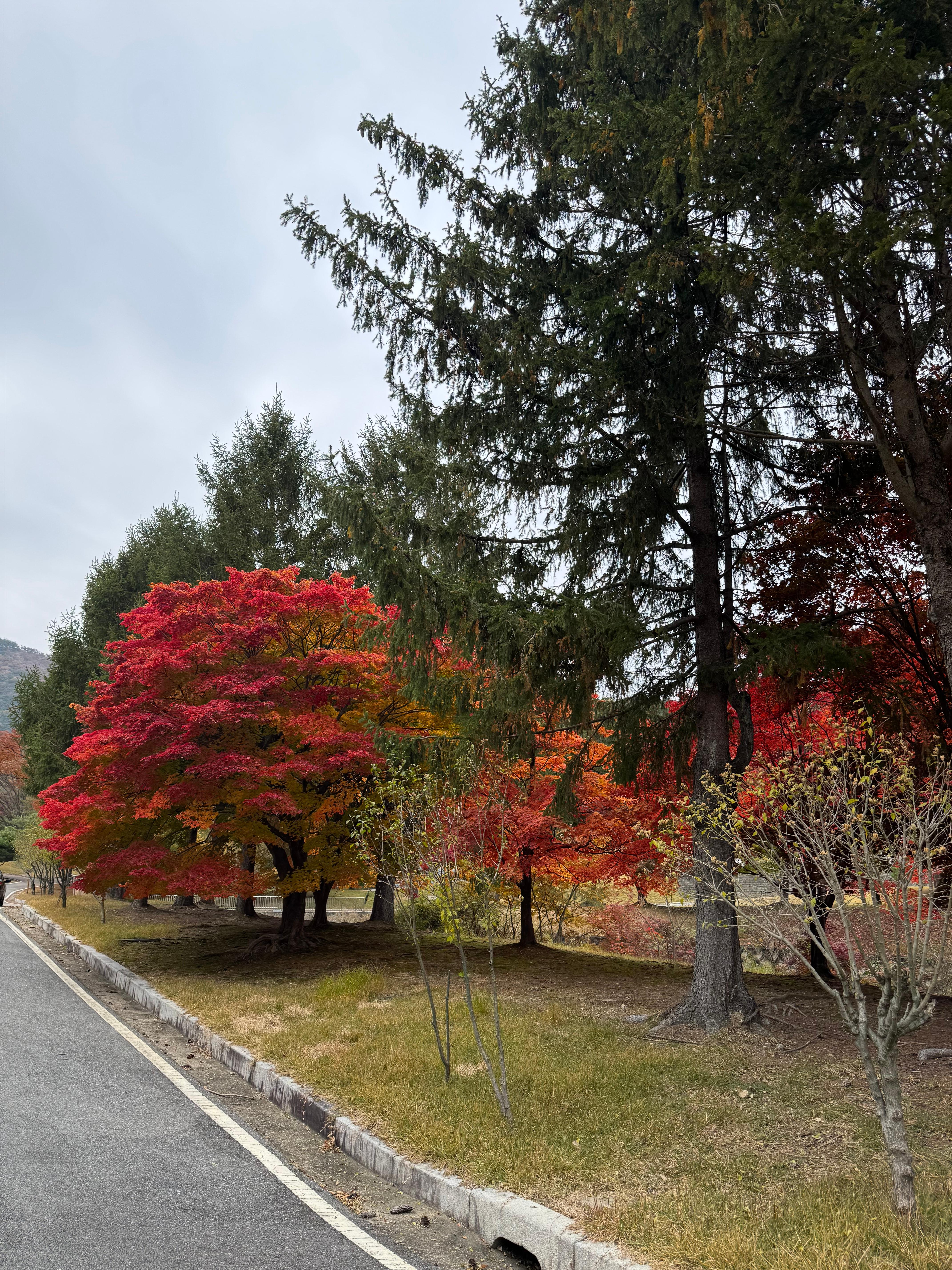 대전 현충원 단풍