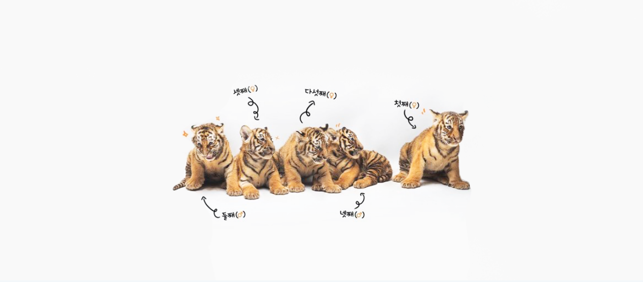 한국호랑이 남매