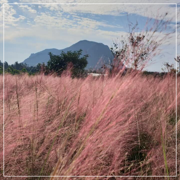 제주도 마노르블랑 핑크뮬리축제 인생사진 찍어봅시다.
