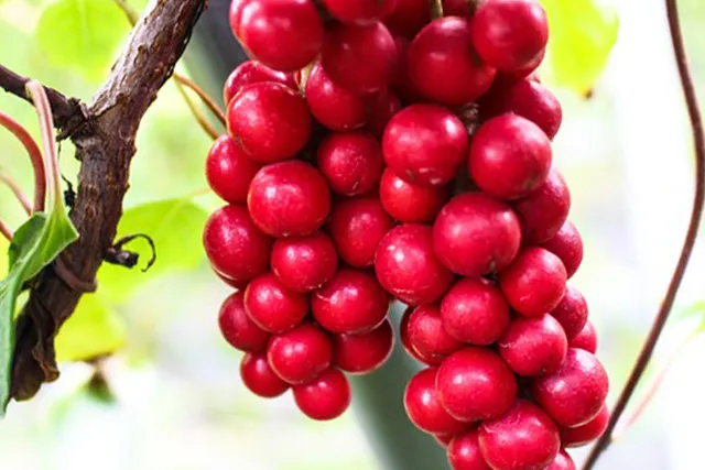 감염으로 부터 보호하는 오미자