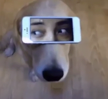 짤줍 - 짧은 유머 (웃긴 움짤 ㅋㅋ)