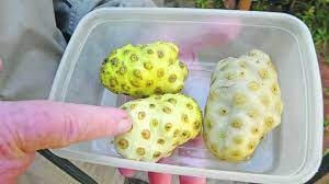 노니 효능 부작용 분말 복용법 53