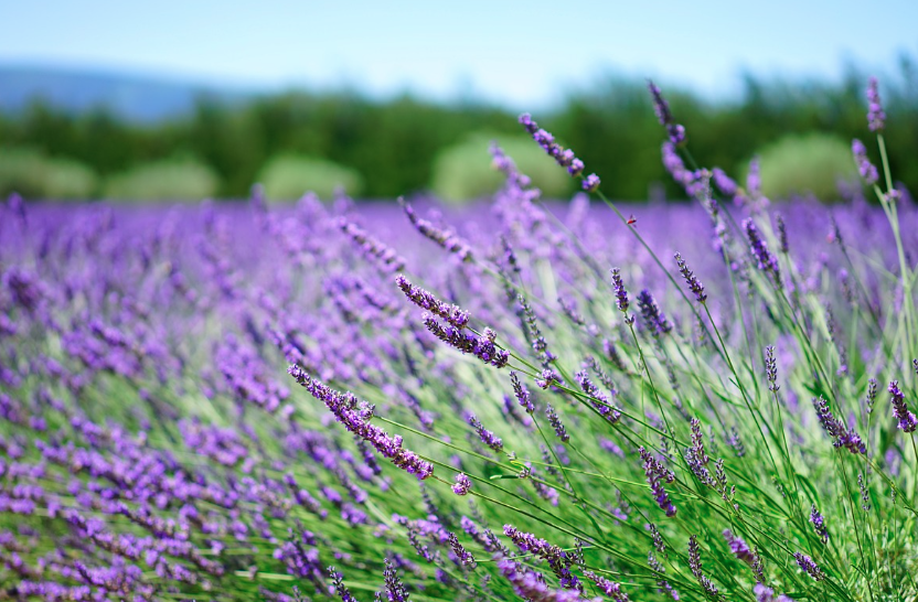 2025 퍼플섬 라벤더 축제