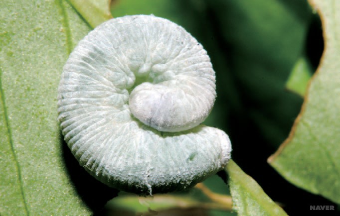 좀검정잎벌 유충2