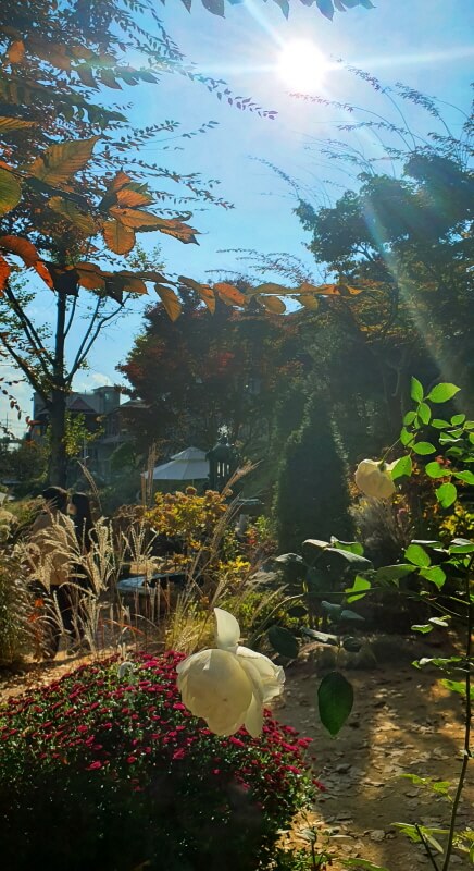 대너리스-카페-정원-장미