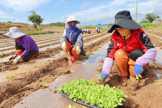 해남배추와 절임배추의 매력