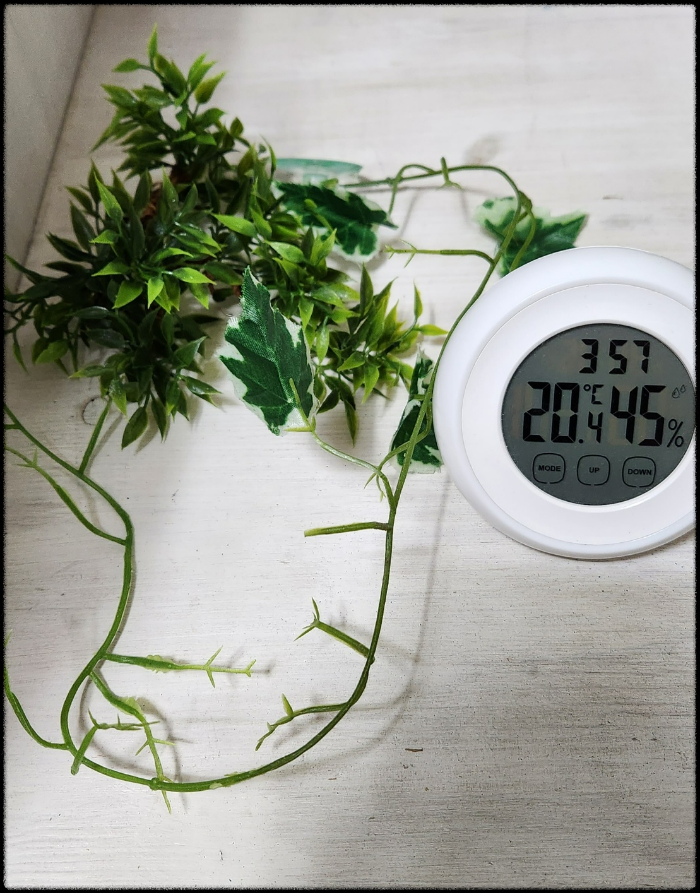 크레스티드-게코-구조물2