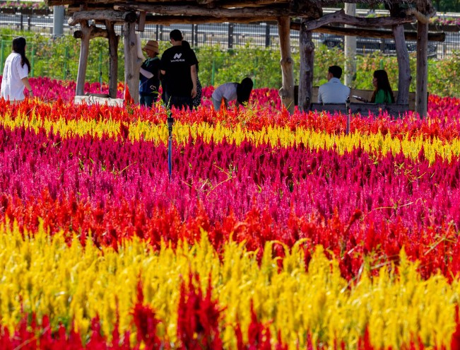 고석정꽃밭-천일홍&백일홍