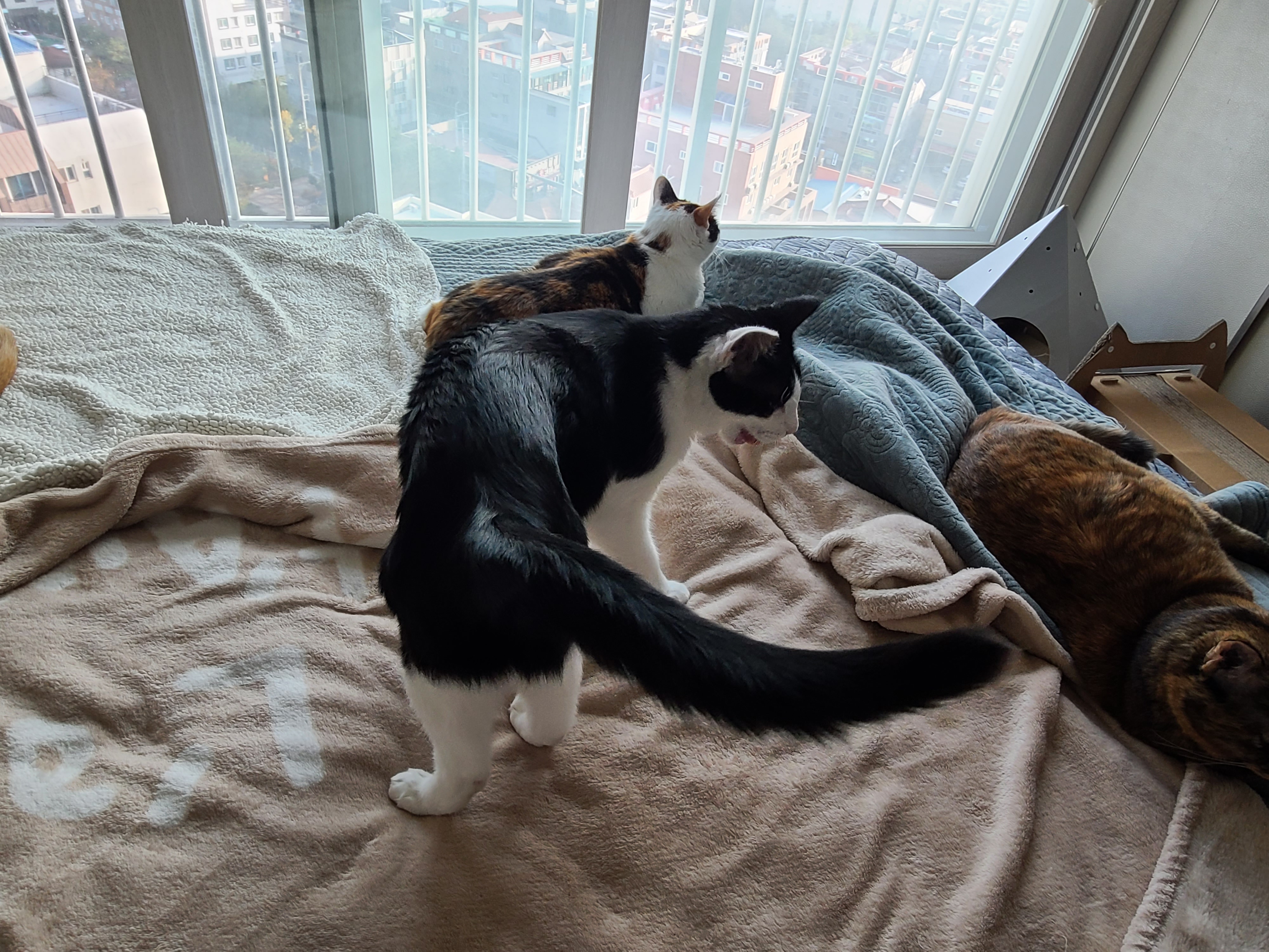 고양이들이 이러면 전기장판을 켜드려야겠죠?