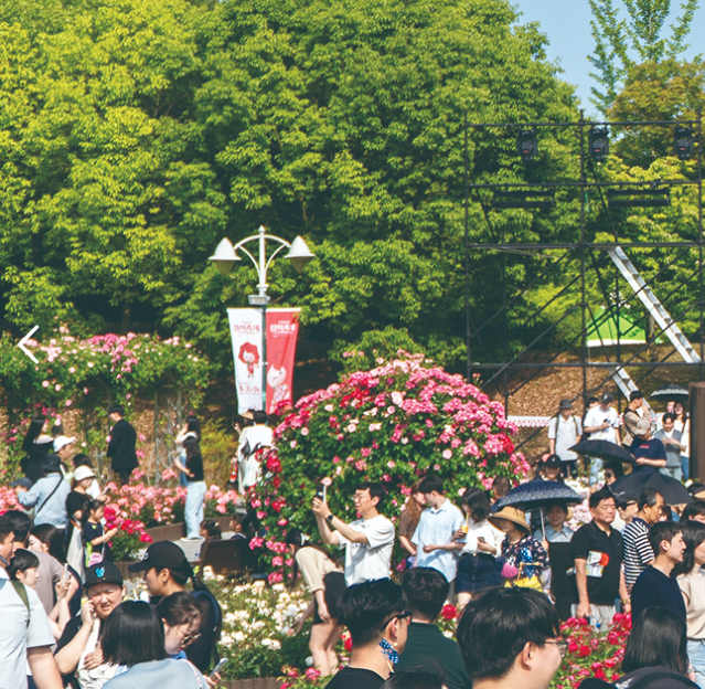 2025 울산대공원 장미축제