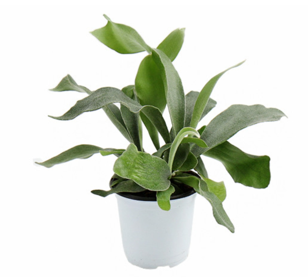 공기정화 식물 박쥐란