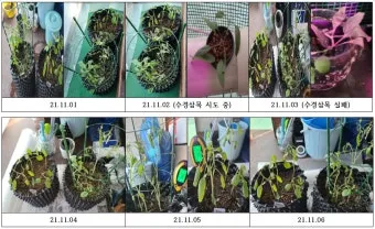 세이지 재배 삽목 번식 배수성 좋은 흙 가지치기_5