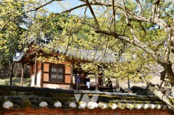 소쇄원 봄 앵두나무꽃 산수유 해당화 개화_2