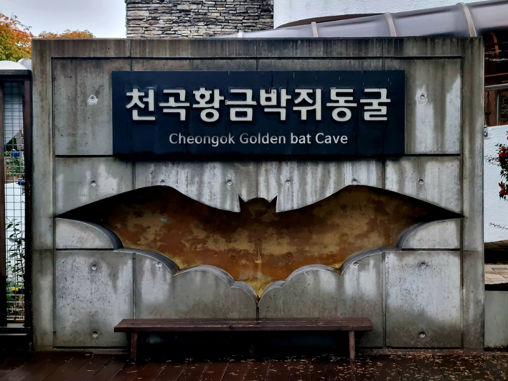 동해 가볼만한곳 천곡황금박쥐동굴 후기 비 오는 날 좋은 실내 여행지