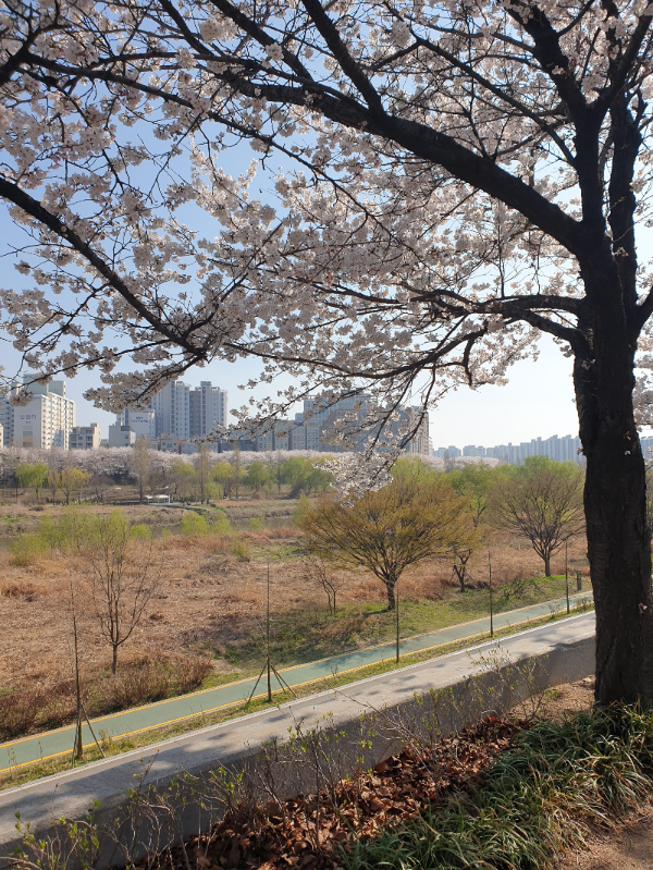 다리 건너 안양천제방 벚꽃길이 보인다.