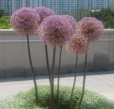 알리움, 꽃이 만든 완벽한 구체