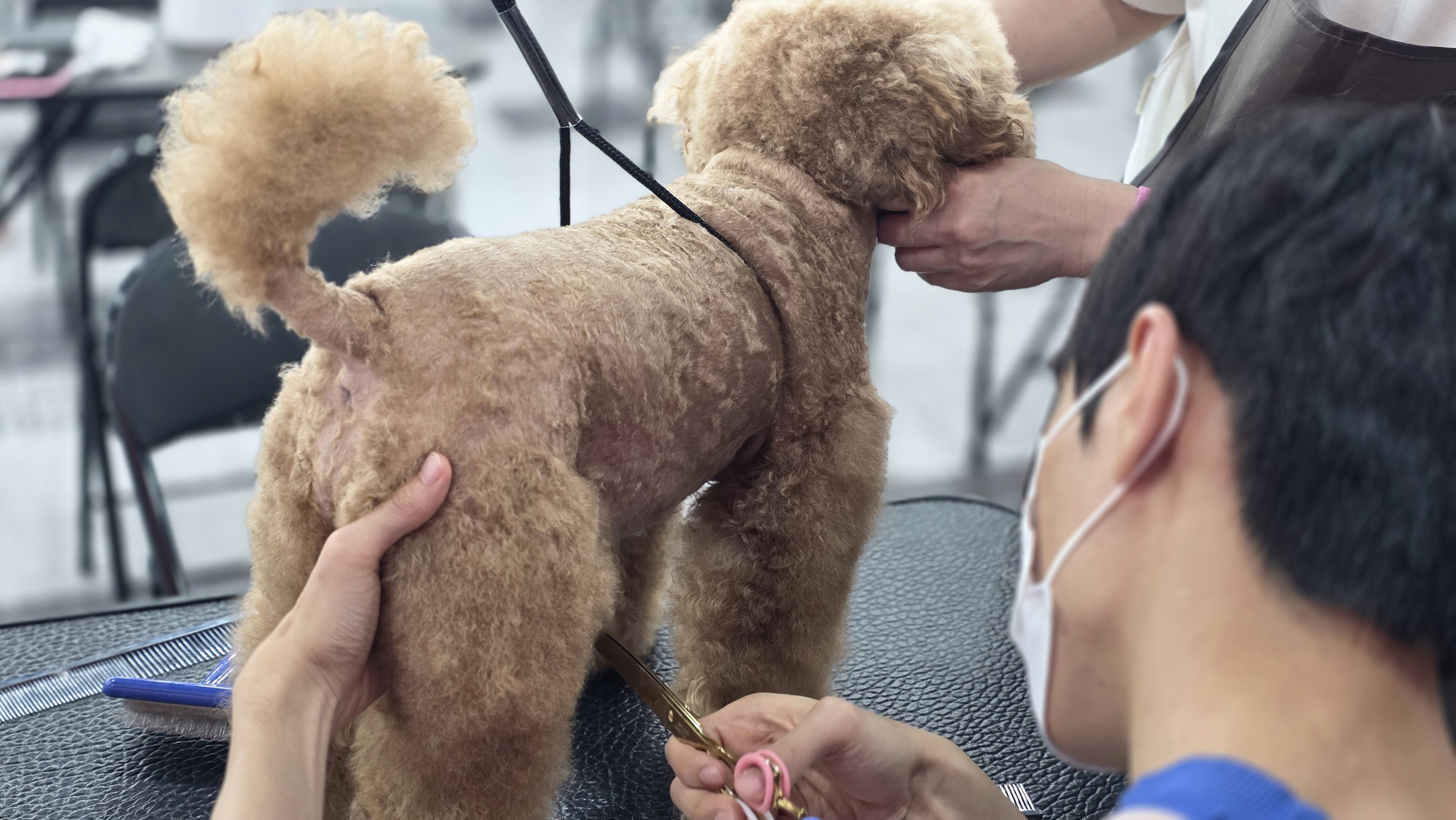 광주애견미용학원수강료