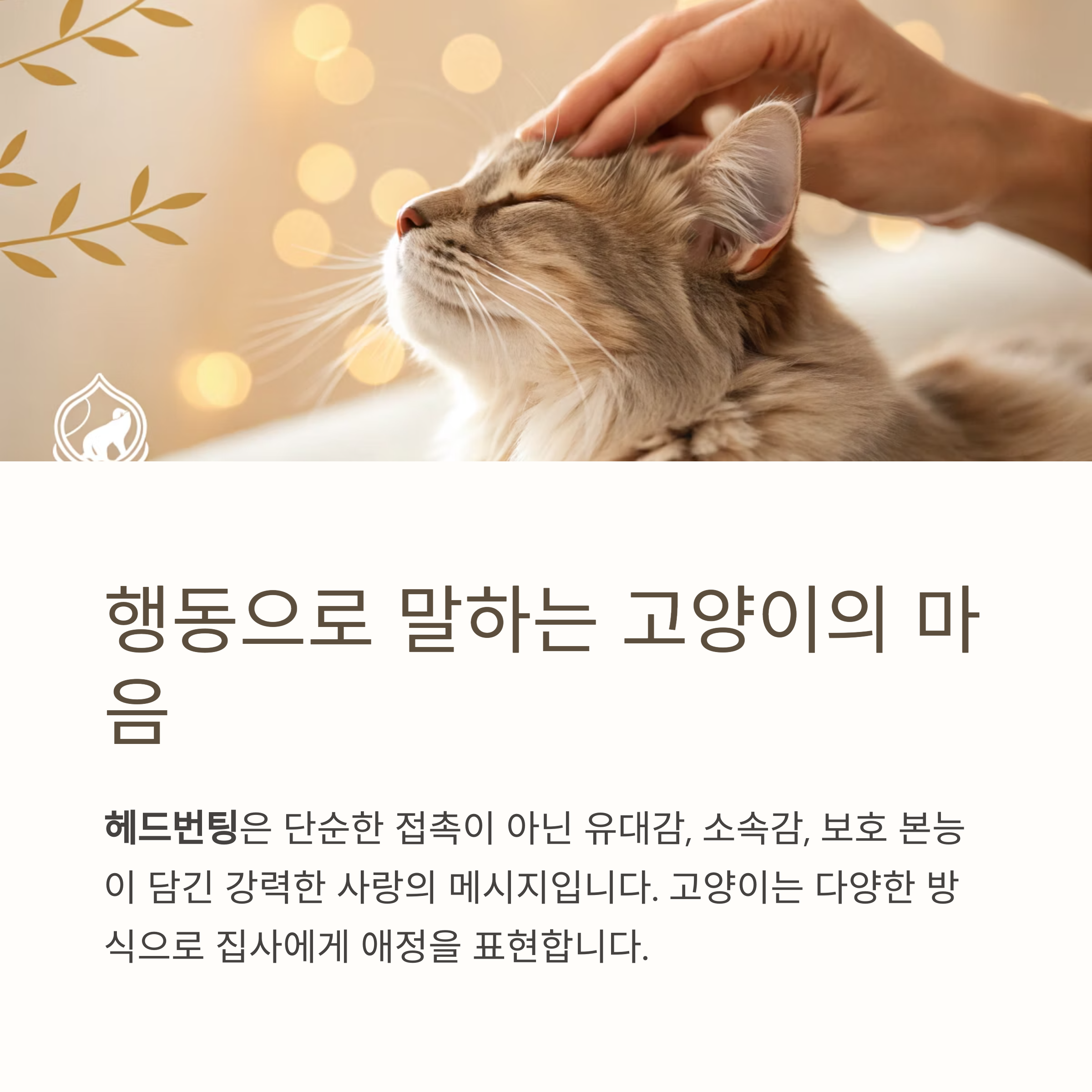 행동으로 말하는 고양이 마음