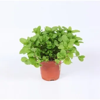 페퍼민트 키우기 물주기 삽목번식 햇빛관리 상쾌한 실내 허브_16