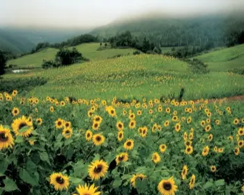 태백 해바라기 축제_31