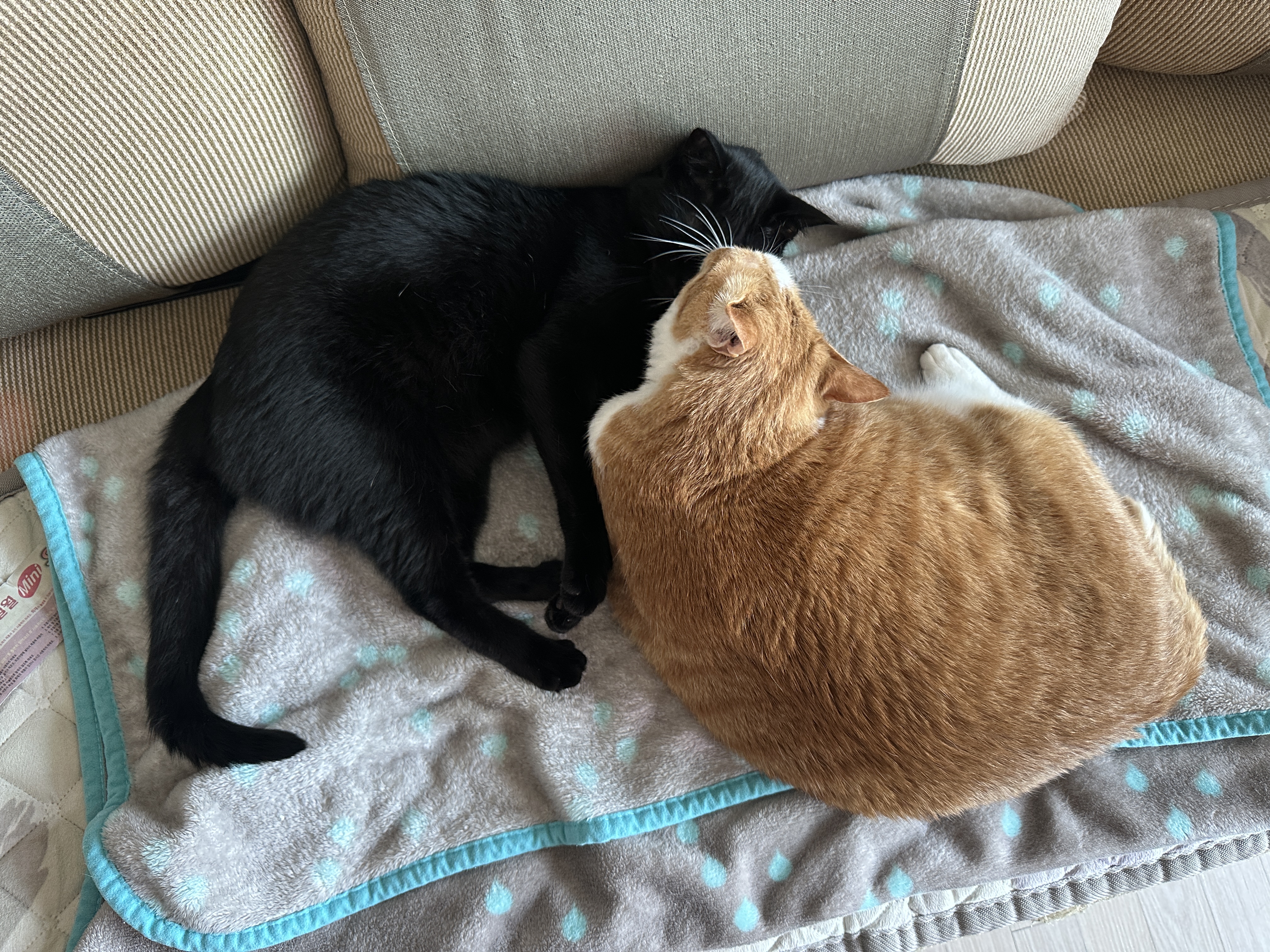 치즈냥이 호야와 올블랙 건이의 달달한 브로맨스 (feat. 달달한 호야와 딸같은 아들고양이 건이)