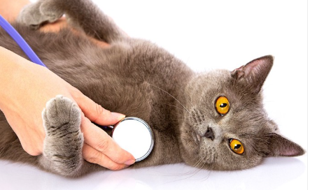 청진기를 대고 있는 회색 고양이.