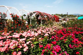 오늘이 아니라면 최적의 개화 시기는 언제인지 곡성세계장미축제에서 확인하세요_10