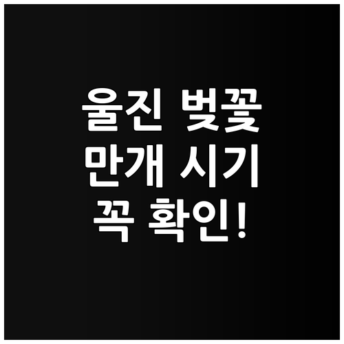 2026년 울진 벚꽃 개화 시기 및 ..