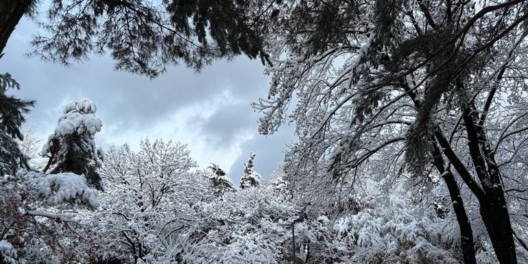 2024년-11월-첫눈-big-snowy-day