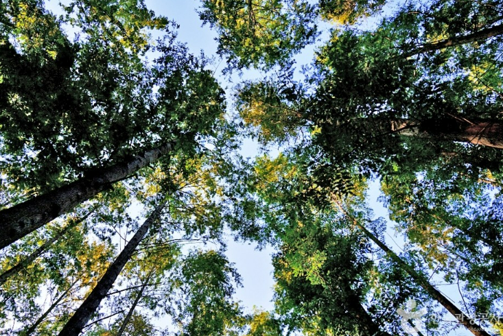 나는솔로 18기 촬영지 메타세콰이어 숲길 연인과 함께 가보기