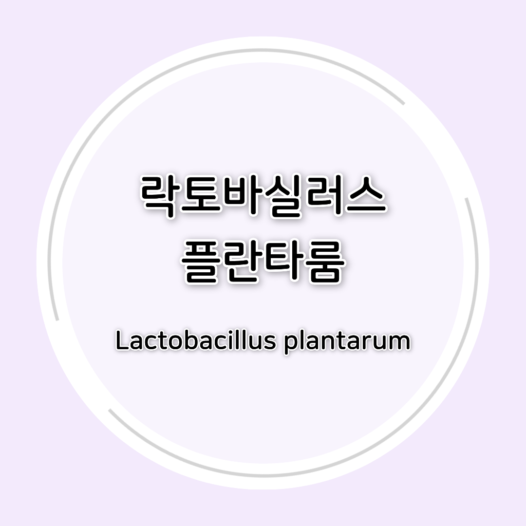 락토바실러스 플란타룸(Lactobacillus plantarum) 효능 총정리