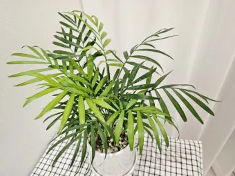 테이블야자 키우기 물주기 실내위치 통풍관리 사무실과 집 모두 적용_3