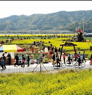 창녕 낙동강 유채축제 2025, 봄꽃 속에 빠지다!!! 축제기간변경안내!!!