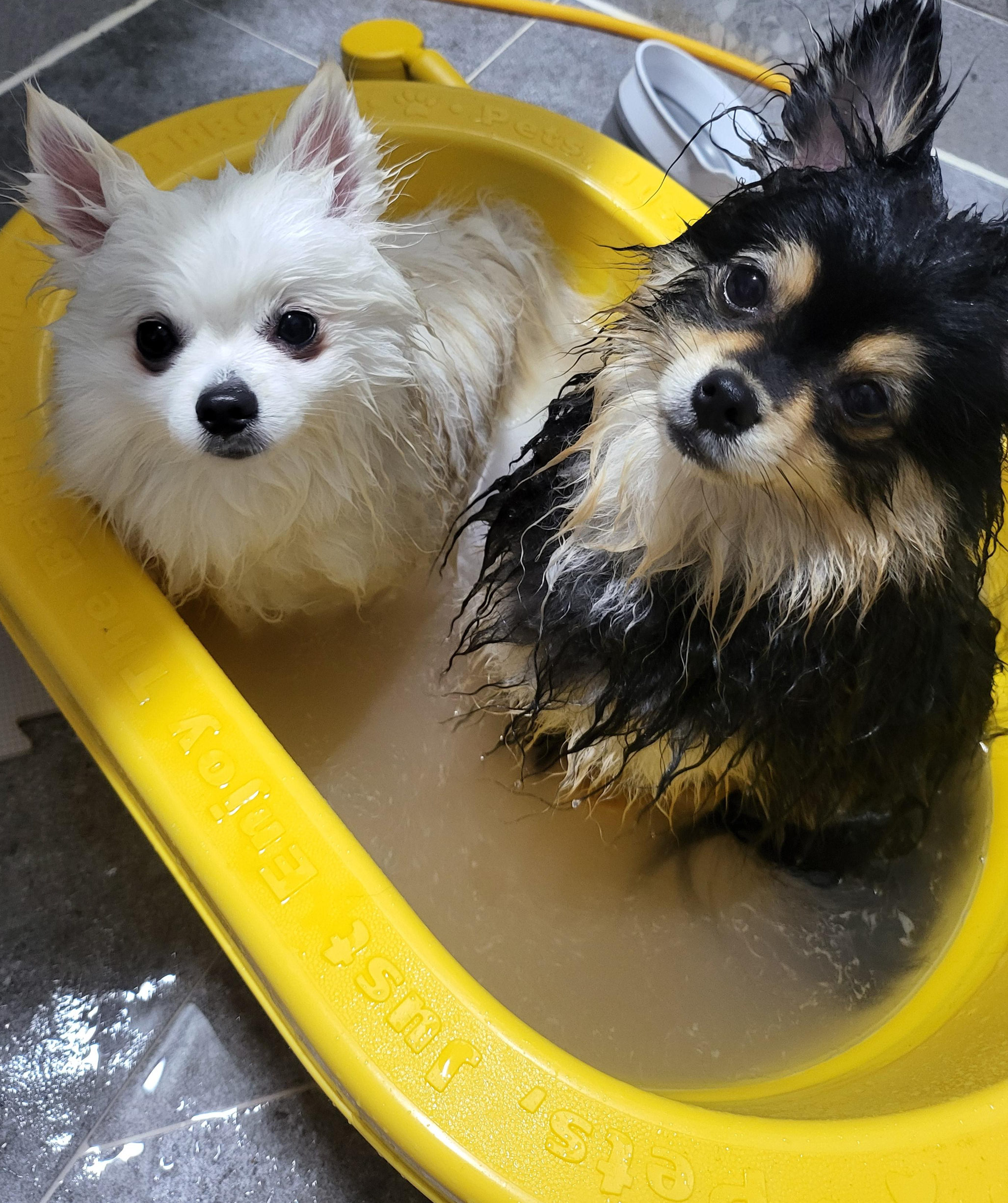 목욕 중인 하콩&amp;달콩