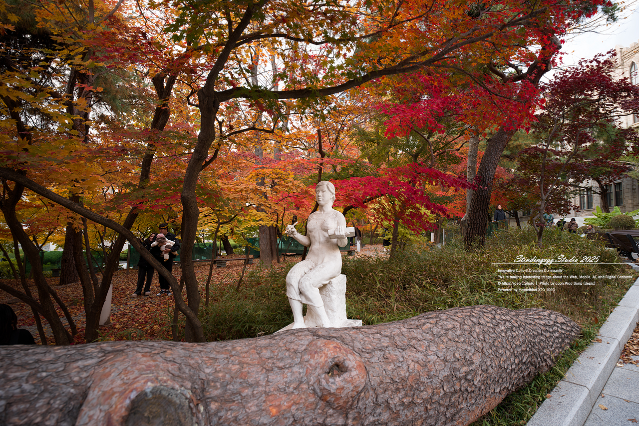 #서울 #경희대 #경희대학교 #단풍 #가을