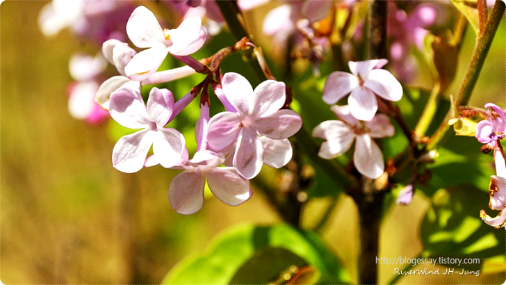 라일락꽃