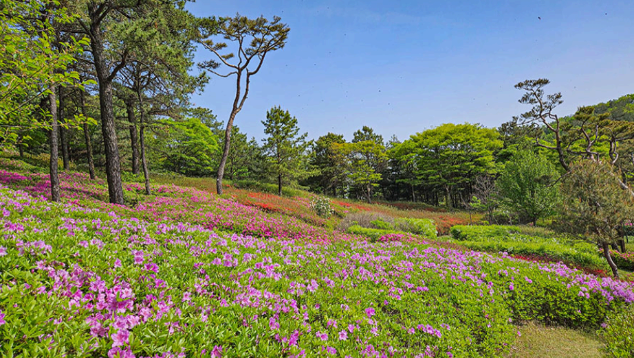[4월 봄꽃 축제]제3회 영인산 철쭉제❘기간, 일정, 프로그램, 철쭉 개화 상황정리