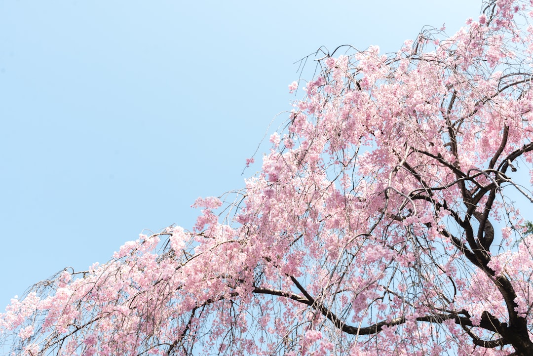 Cherry blossoms