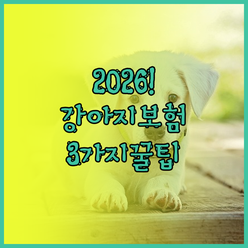 2026 강아지 보험 선택 기준 3가..