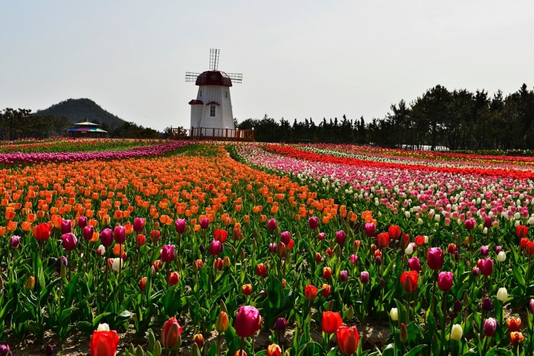 임자도 튤립축제 사진